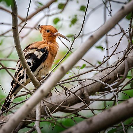 Wildlife Safari House Hotel Udawalawe Bagian luar foto