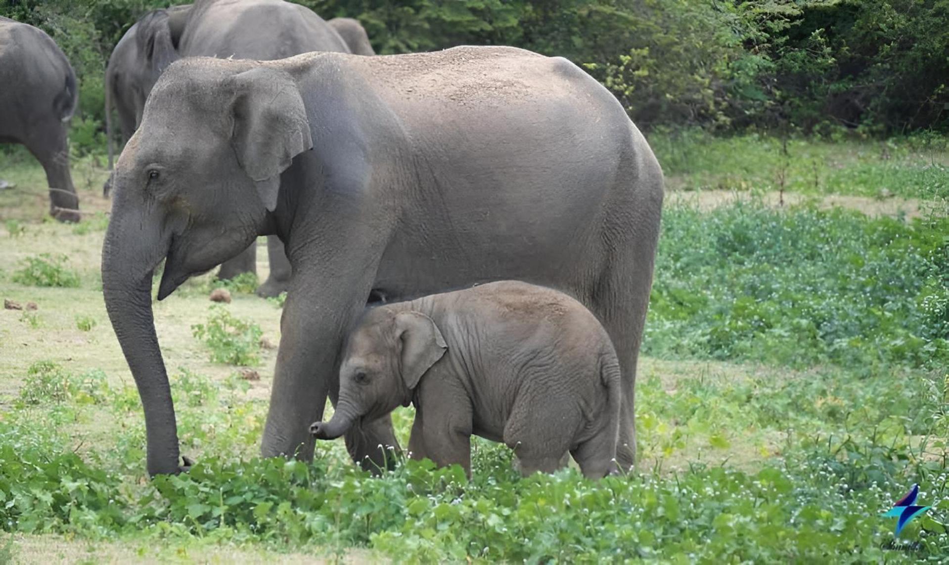Wildlife Safari House Hotel Udawalawe Bagian luar foto