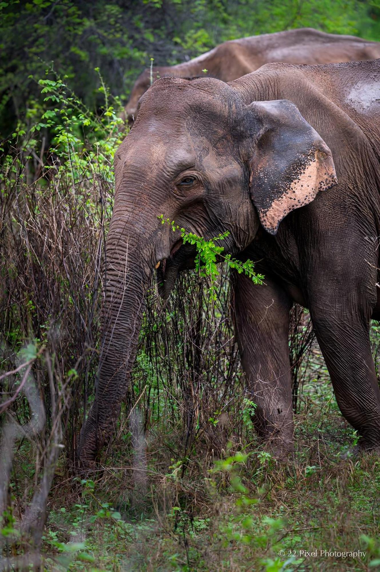 Wildlife Safari House Hotel Udawalawe Bagian luar foto